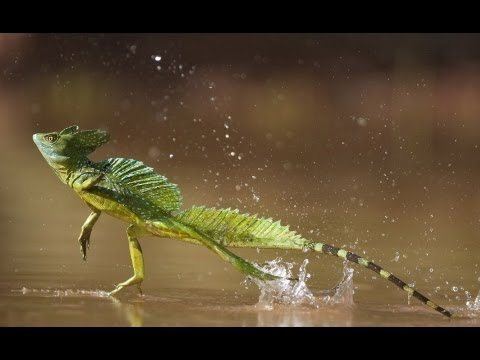 Common basilisk Lizard Runs on Water YouTube