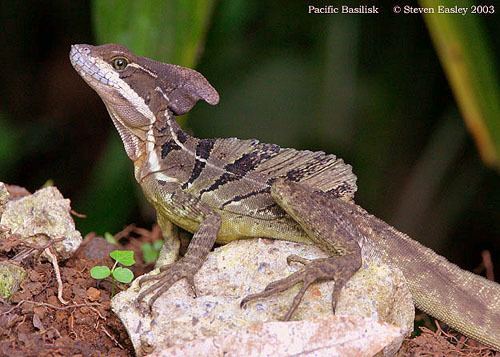 Common basilisk Index of wpcontentgallery52 Reptiles WEB