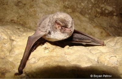 Common bent-wing bat wwweurobatsorgsitesdefaultfilesimagesgaller