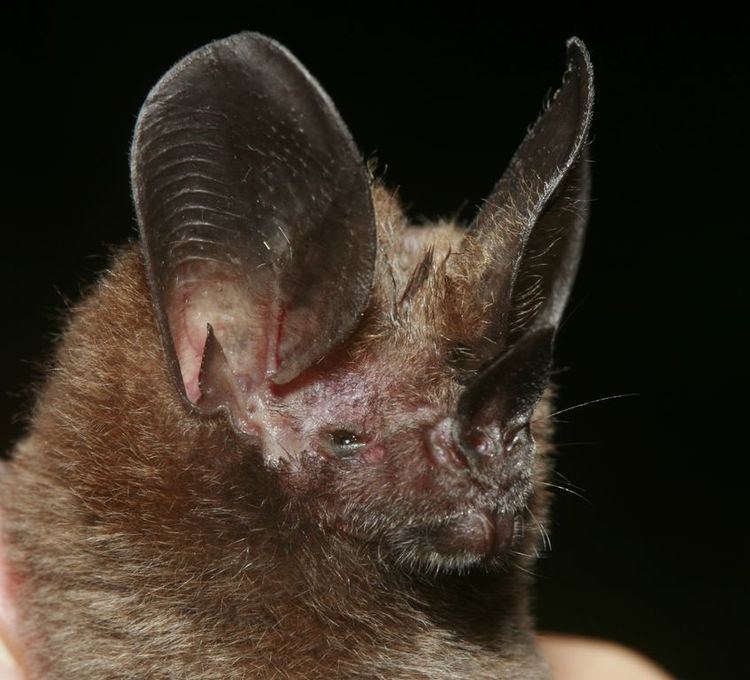 Common big-eared bat wwwplanetmammiferesorgPhotosVolantsPhyllost
