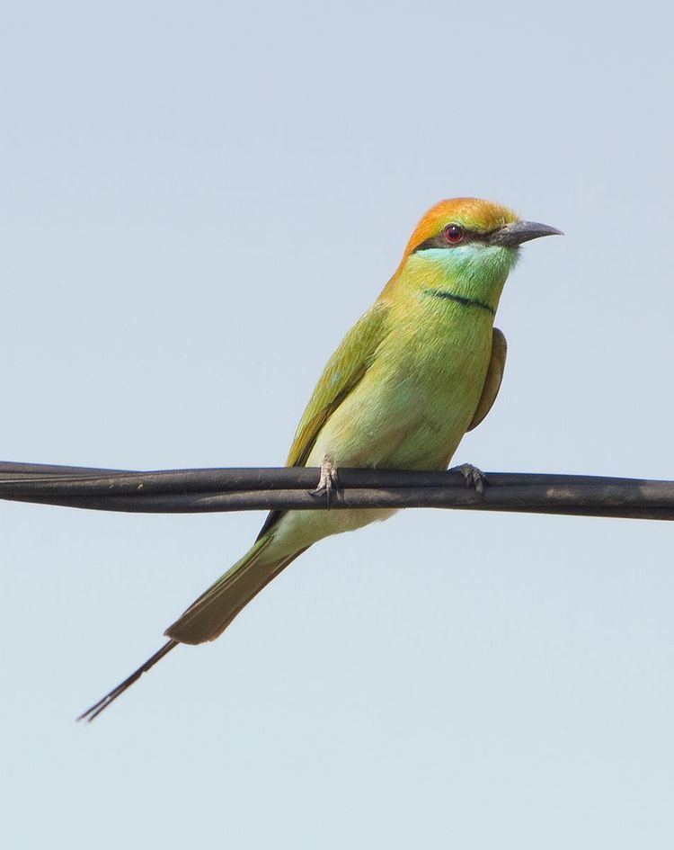 Common Bird Monitoring of India