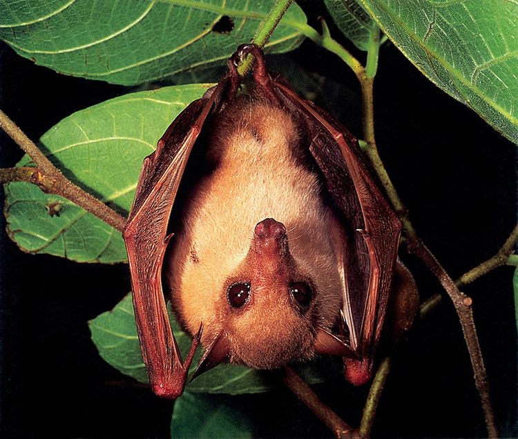 Common blossom bat CPerrien scan Australian Native Animals 2002 Calendar AG Common