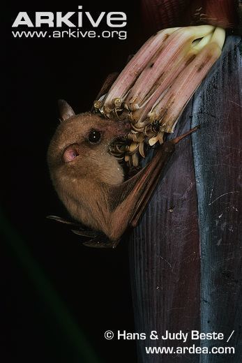Common blossom bat Common blossom bat photo Syconycteris australis G69285 ARKive