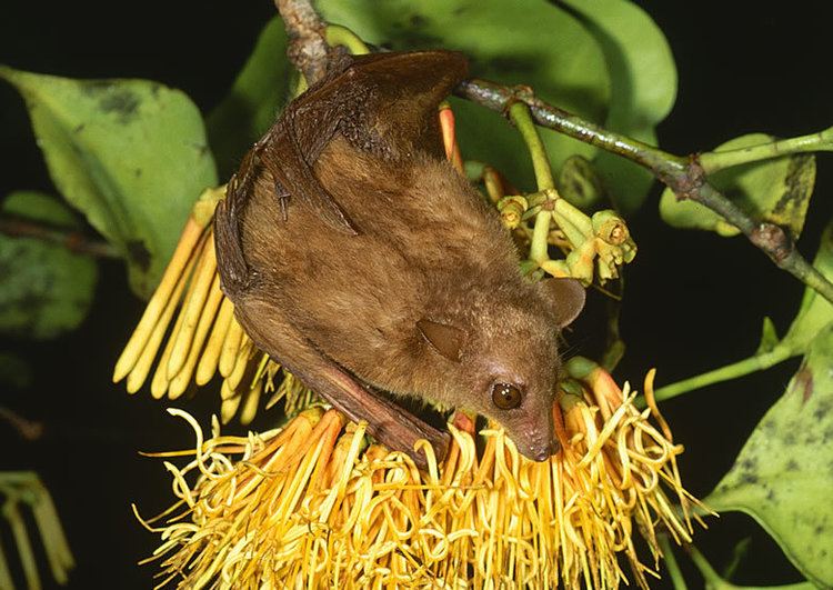 Common blossom bat Rainforest Explorer