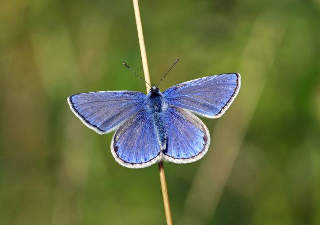 Common blue Butterfly Conservation Common Blue