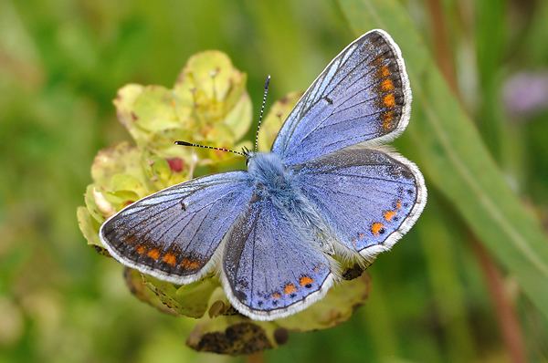 Common blue British Butterflies A Photographic Guide by Steven Cheshire