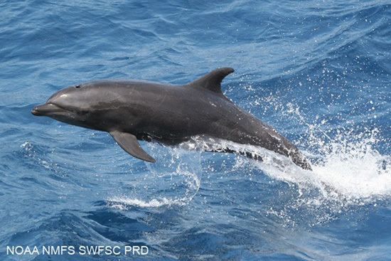 Common bottlenose dolphin Common Bottlenose Dolphins Tursiops truncatus MarineBioorg