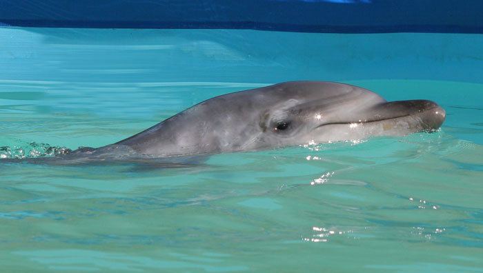 Common bottlenose dolphin The Marine Mammal Center Common Bottlenose Dolphin