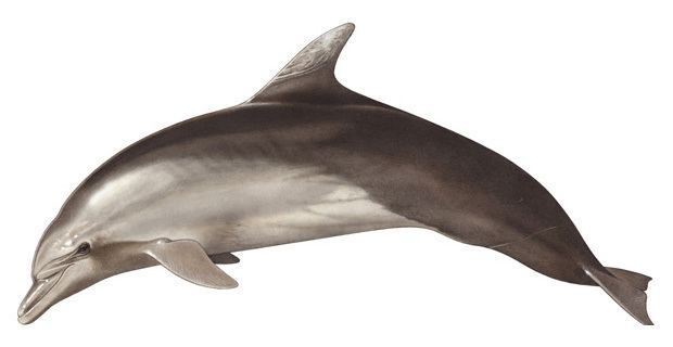 Common bottlenose dolphin Common bottlenose dolphin Ionian Dolphin Project