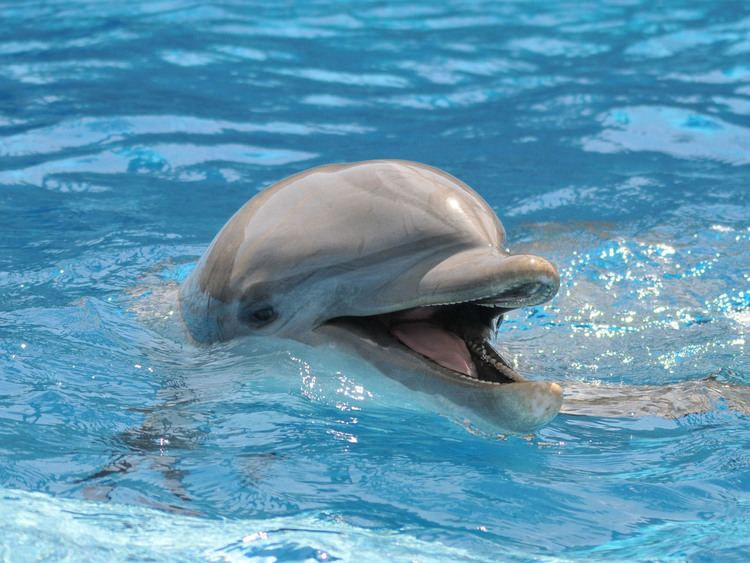 Common bottlenose dolphin The Online Zoo Bottlenose Dolphin