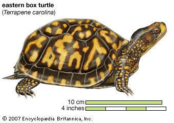 Common box turtle common box turtle reptile Britannicacom