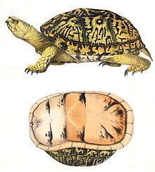 Common box turtle httpsuploadwikimediaorgwikipediacommonsthu
