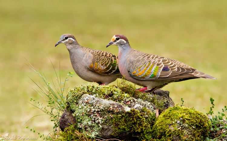 Common bronzewing Common Bronzewing Animals Pinterest Search and Google