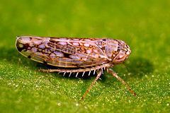Common brown leafhopper httpsuploadwikimediaorgwikipediacommonsthu