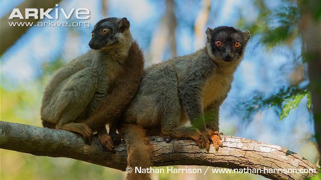 Common brown lemur Brown lemur videos photos and facts Eulemur fulvus ARKive