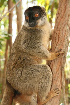 Common brown lemur encitizendiumorgimagesthumb666Brownlemur2