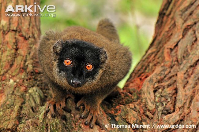 Common brown lemur Brown lemur photo Eulemur fulvus G70934 ARKive