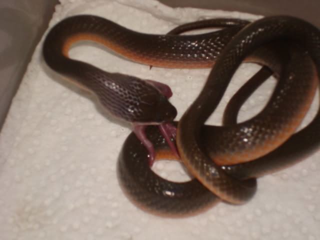 Common brown water snake i260photobucketcomalbumsii33rolandslfDSC0151