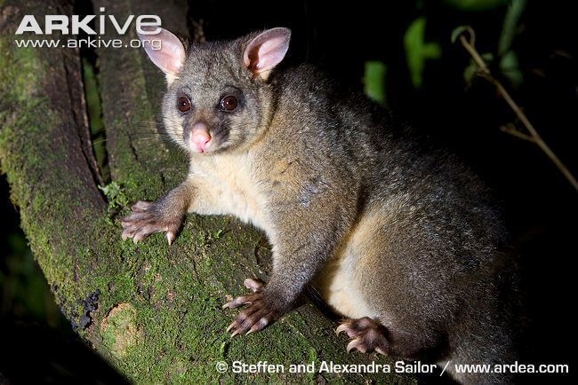 Common brushtail possum Common brushtail possum videos photos and facts Trichosurus