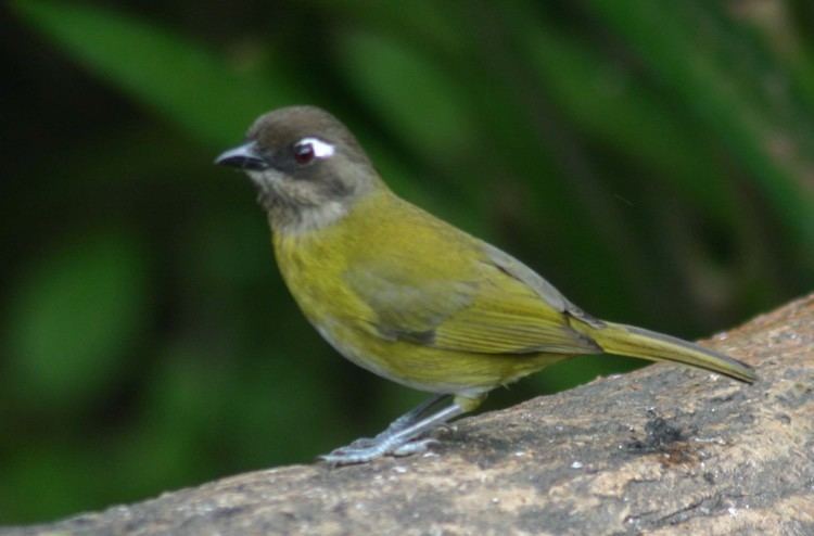 Common bush tanager New Page 1