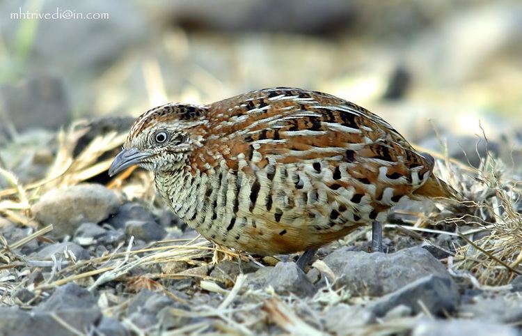 Common buttonquail Barred Buttonquail or Common BustardQuail