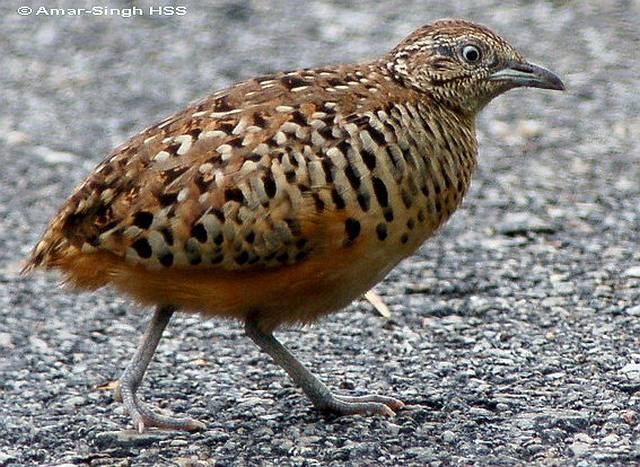 Common buttonquail Oriental Bird Club Image Database Barred Buttonquail Turnix