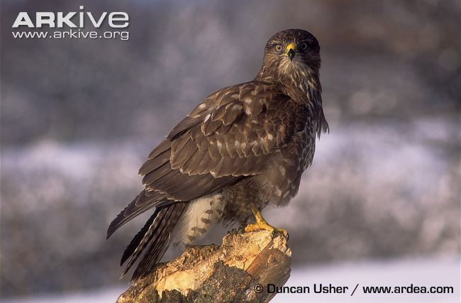 Common buzzard Common buzzard videos photos and facts Buteo buteo ARKive