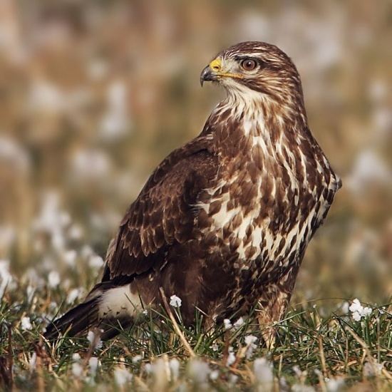 Common buzzard Common Buzzard BirdForum Opus