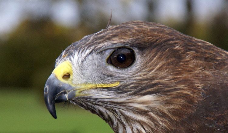 Common buzzard Common Buzzard Bird Of Prey Facts Information amp Pictures