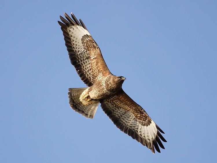 Common buzzard 1000 images about Week 001 Common Buzzard on Pinterest