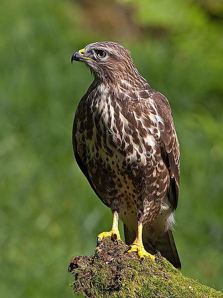 Common buzzard Picture 4 of 4 Common Buzzard Buteo Buteo Pictures amp Images