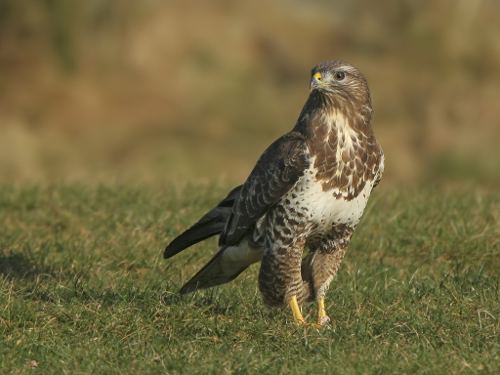 Common buzzard Interview with Peter Dare about the ecology and conservation of the