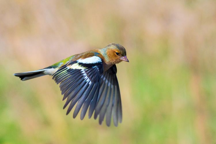 Common chaffinch Common chaffinch photo galleries Roberto Melotti Nature and