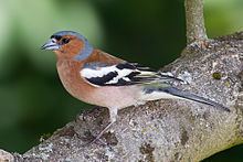 Common chaffinch Common chaffinch Wikipedia