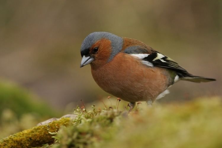 Common chaffinch Common Chaffinch Facts Behavior As Pet Care Housing Pictures