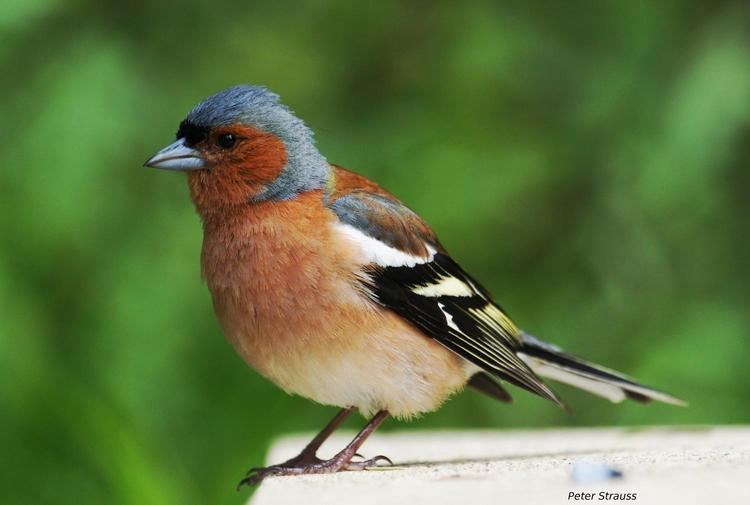 Common chaffinch Common Chaffinch Fringilla coelebs Introduced species perched on