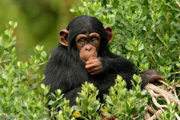 Common chimpanzee wwwchimpworldscomwpcontentuploadscommonchim