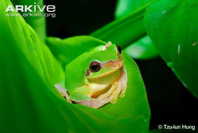 Common Chinese tree frog Common Chinese tree frog videos photos and facts Hyla chinensis