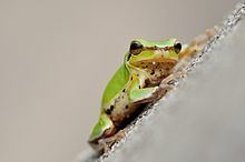 Common Chinese tree frog httpsuploadwikimediaorgwikipediacommonsthu
