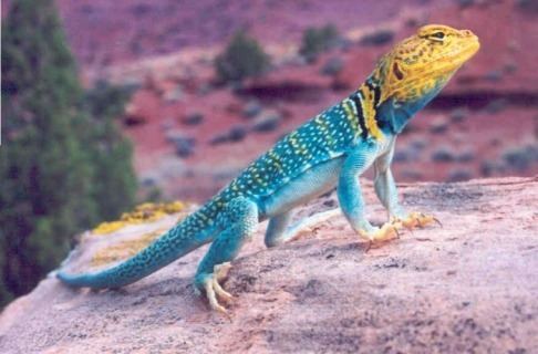 Common collared lizard All about Collared Lizards Home