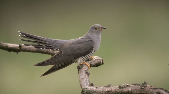 Common cuckoo Common Cuckoos Birds Animals Eden Channel