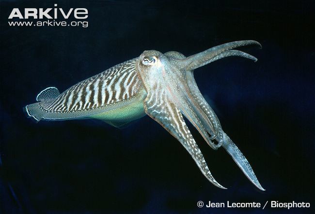 U.S. Marine Biologists Reveal Secrets of Cuttlefish