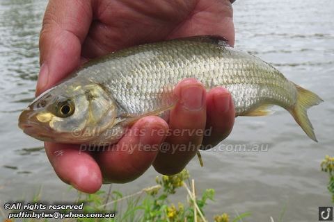 Common dace httpsc1staticflickrcom5405245878454823416