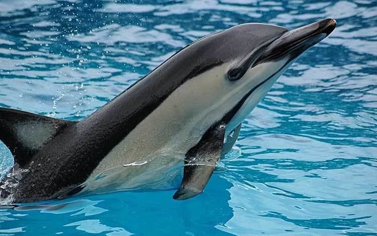 Common dolphin Common Dolphin Dolphin Facts and Information