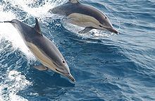 Common dolphin Common dolphin Wikipedia