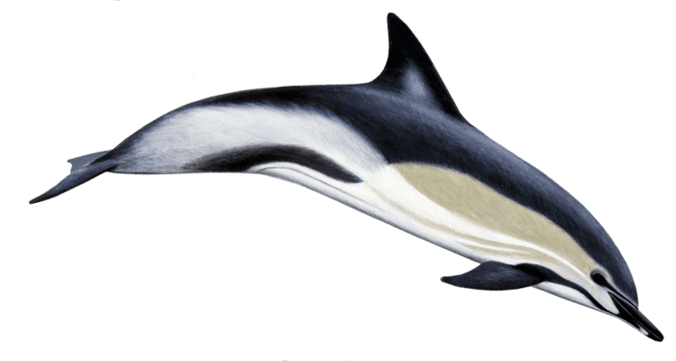 Common dolphin Common Dolphin