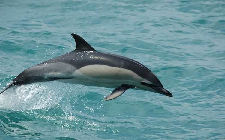 Common dolphin wwwdolphinsworldcomwpcontentuploadsCommond