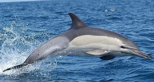 Common dolphin Common Dolphin Acrobatic Fish Hunter Animal Pictures and Facts