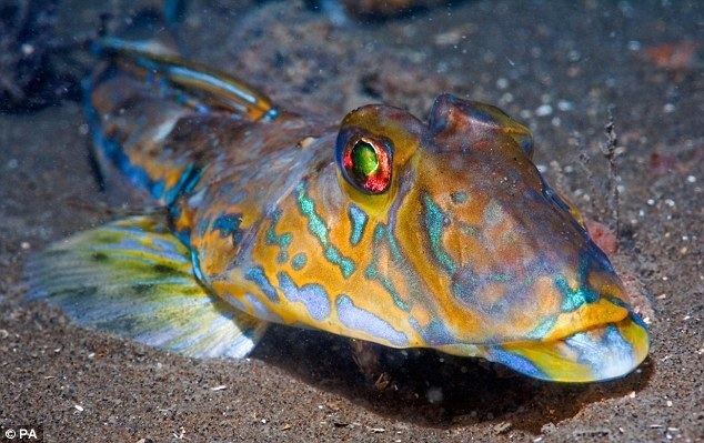 Common dragonet 1000 images about Fishes on Pinterest