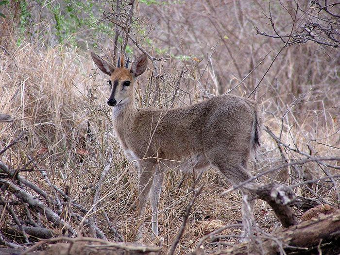 Common duiker All you need to know about the duiker Africa Geographic